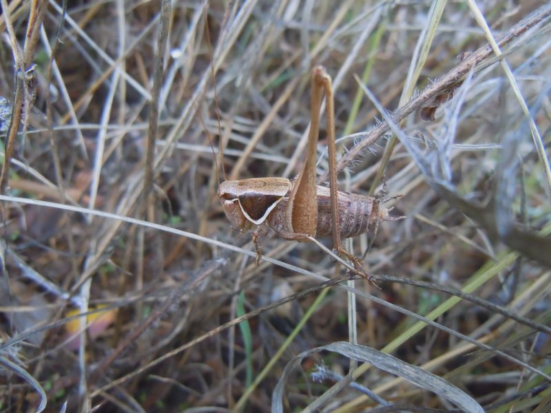 Tettigonidae da Luogosanto (OT)